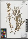 Foto von Salix alba L.